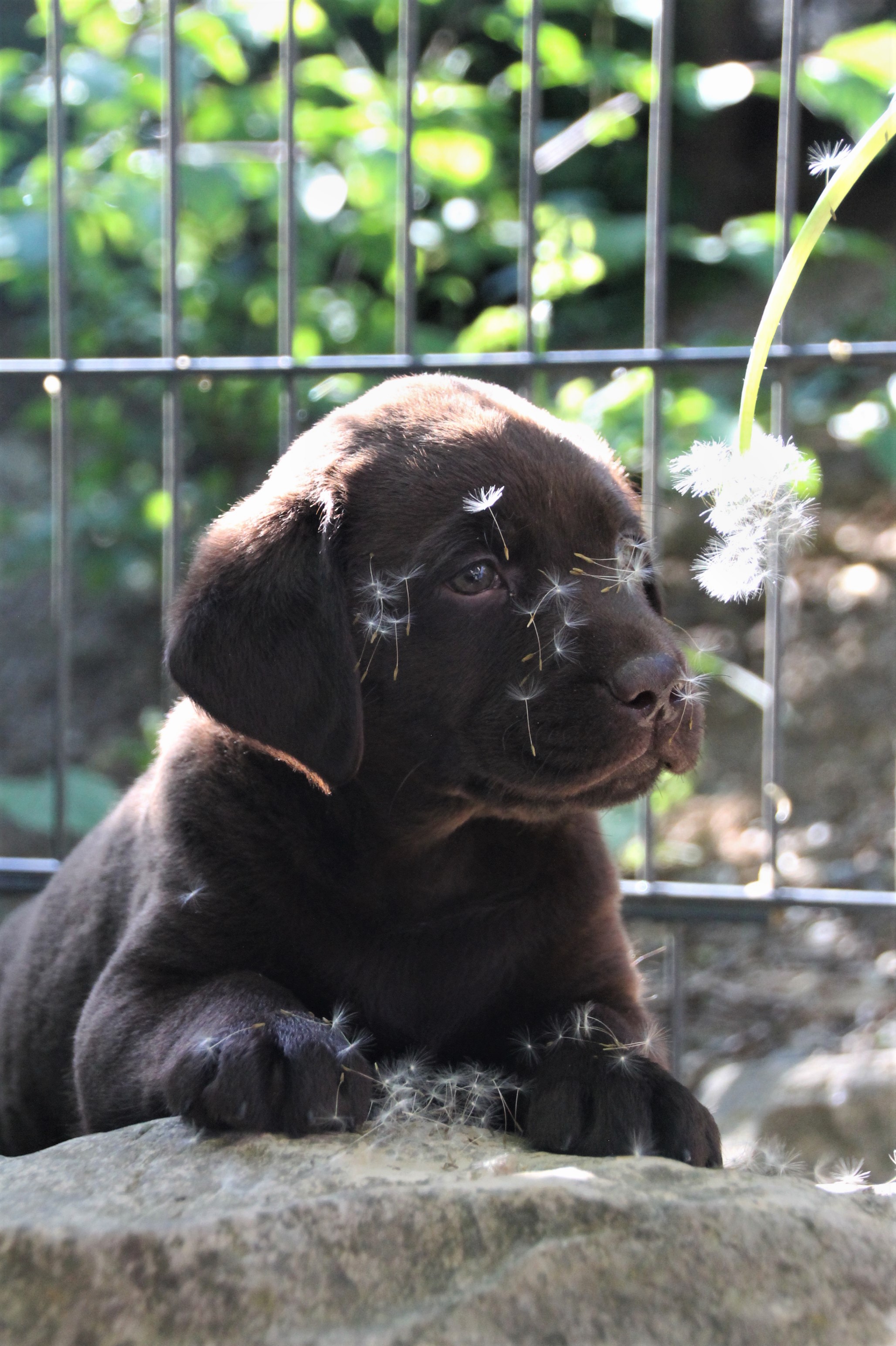 Labradorzucht und Aufzucht