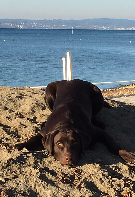 Labrador Bärchen am Bodensee liegt am Strand