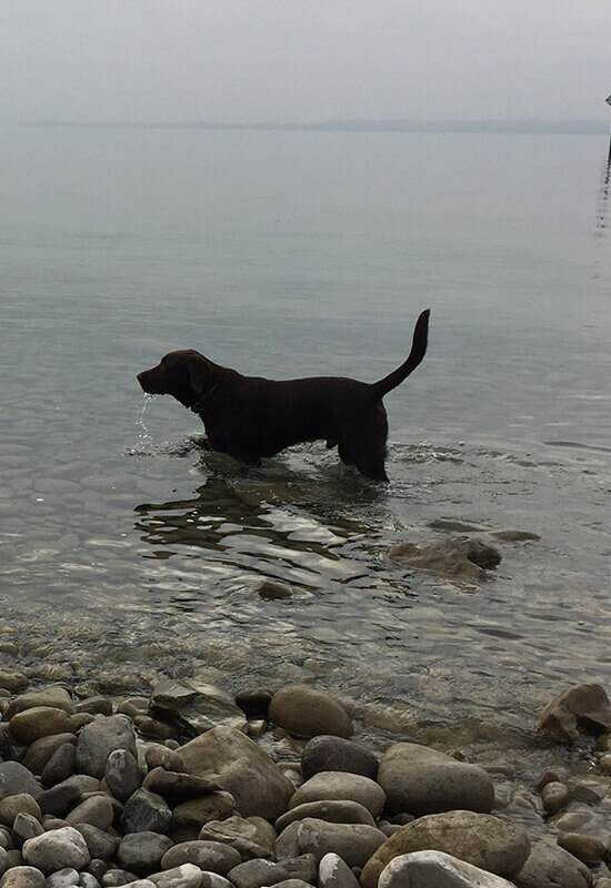 Labrador Bärchen am Bodensee wartet durch das Wasser
