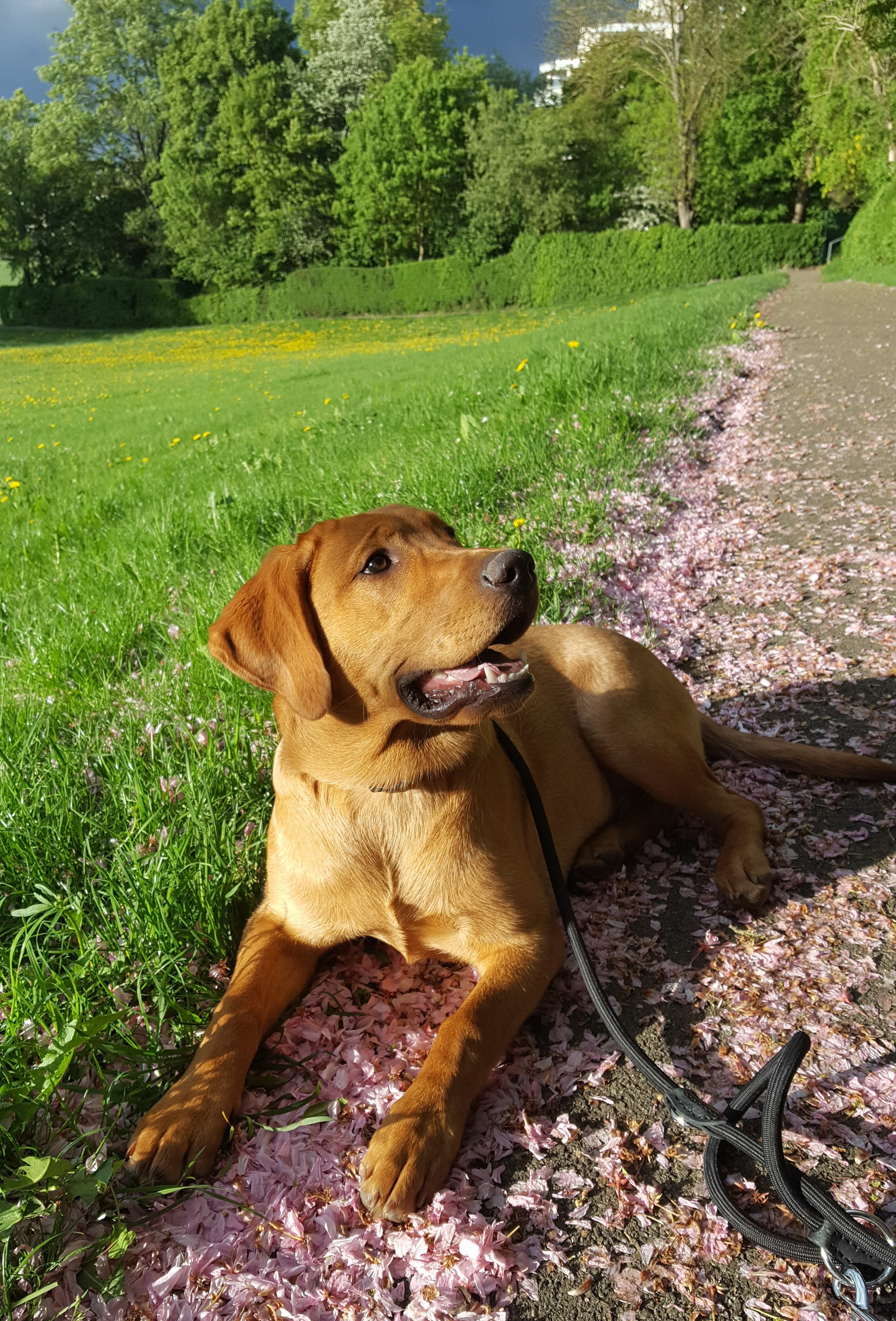 Veron in der Schweiz bei seinen neuen Besitzern