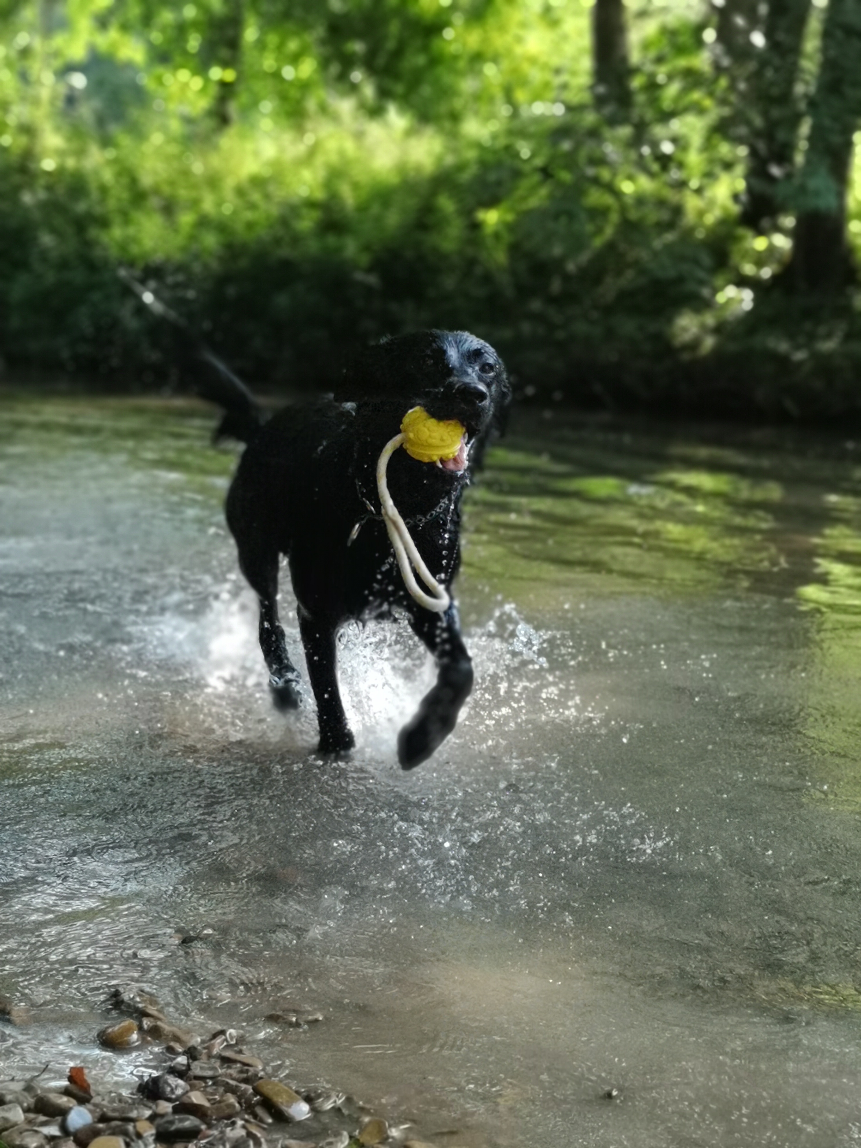 Labrador Nela spielt im Wasser