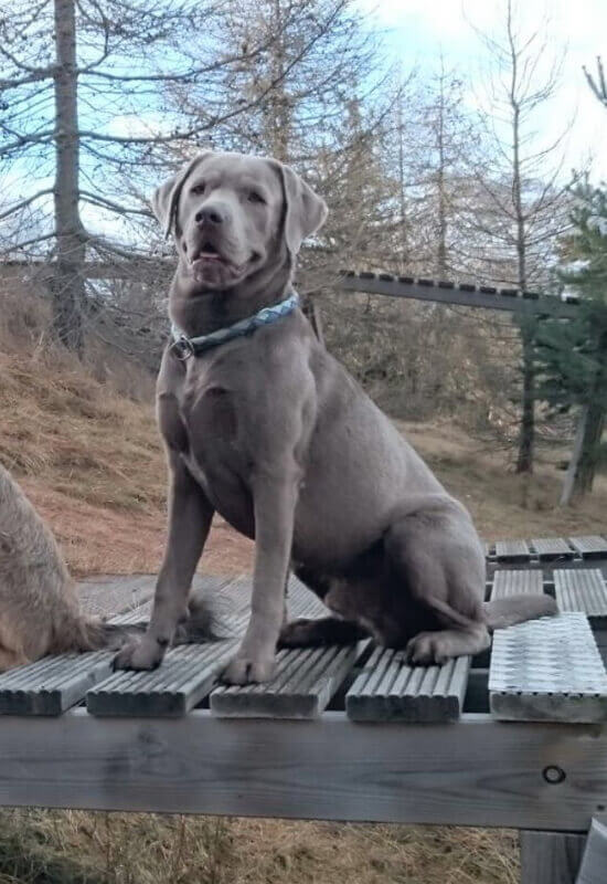 Die Hündin Timba bei Ihren neuen Besitzern