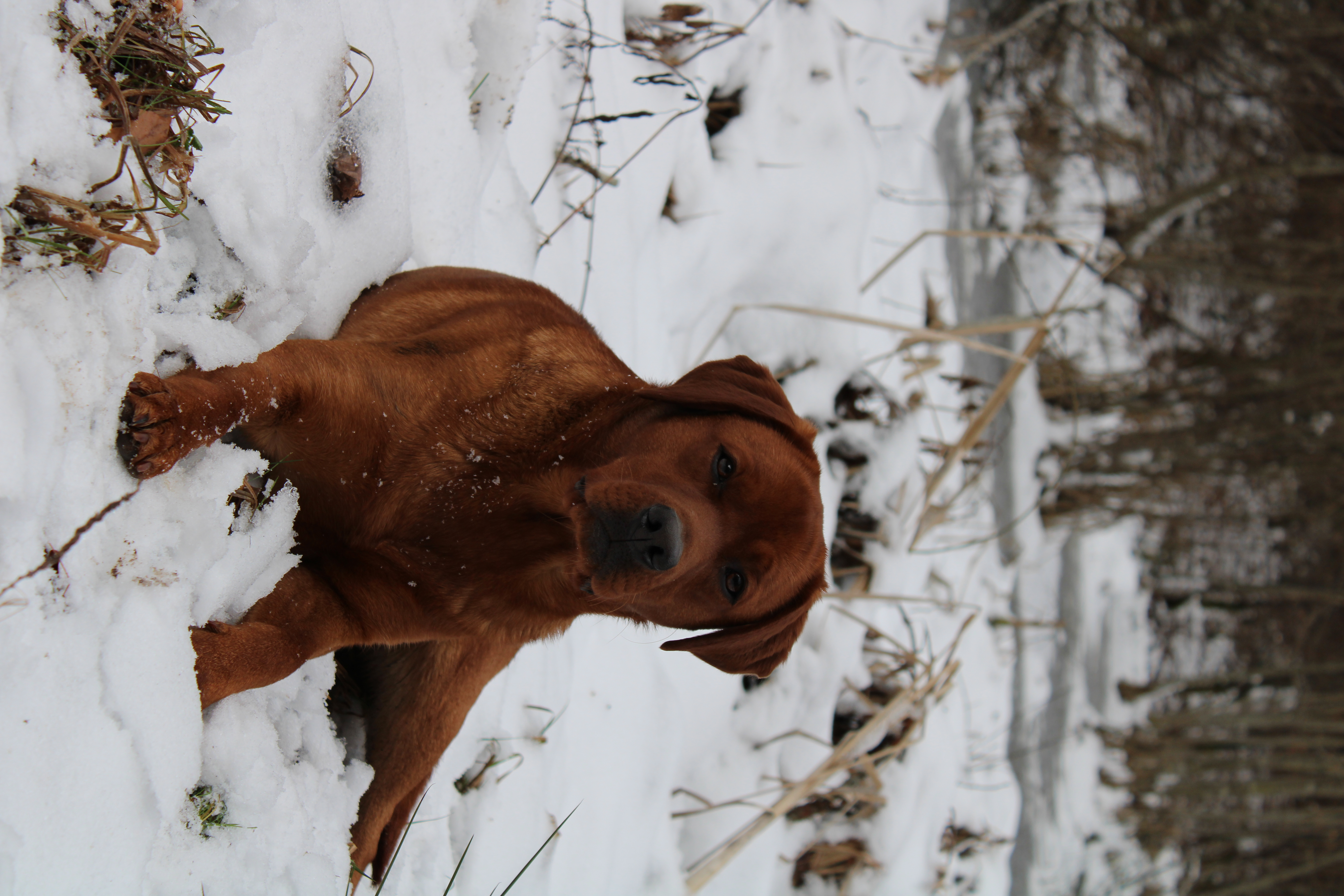 Ellis im Schnee