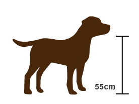 Hündin mit Schulterhöhe 55cm
