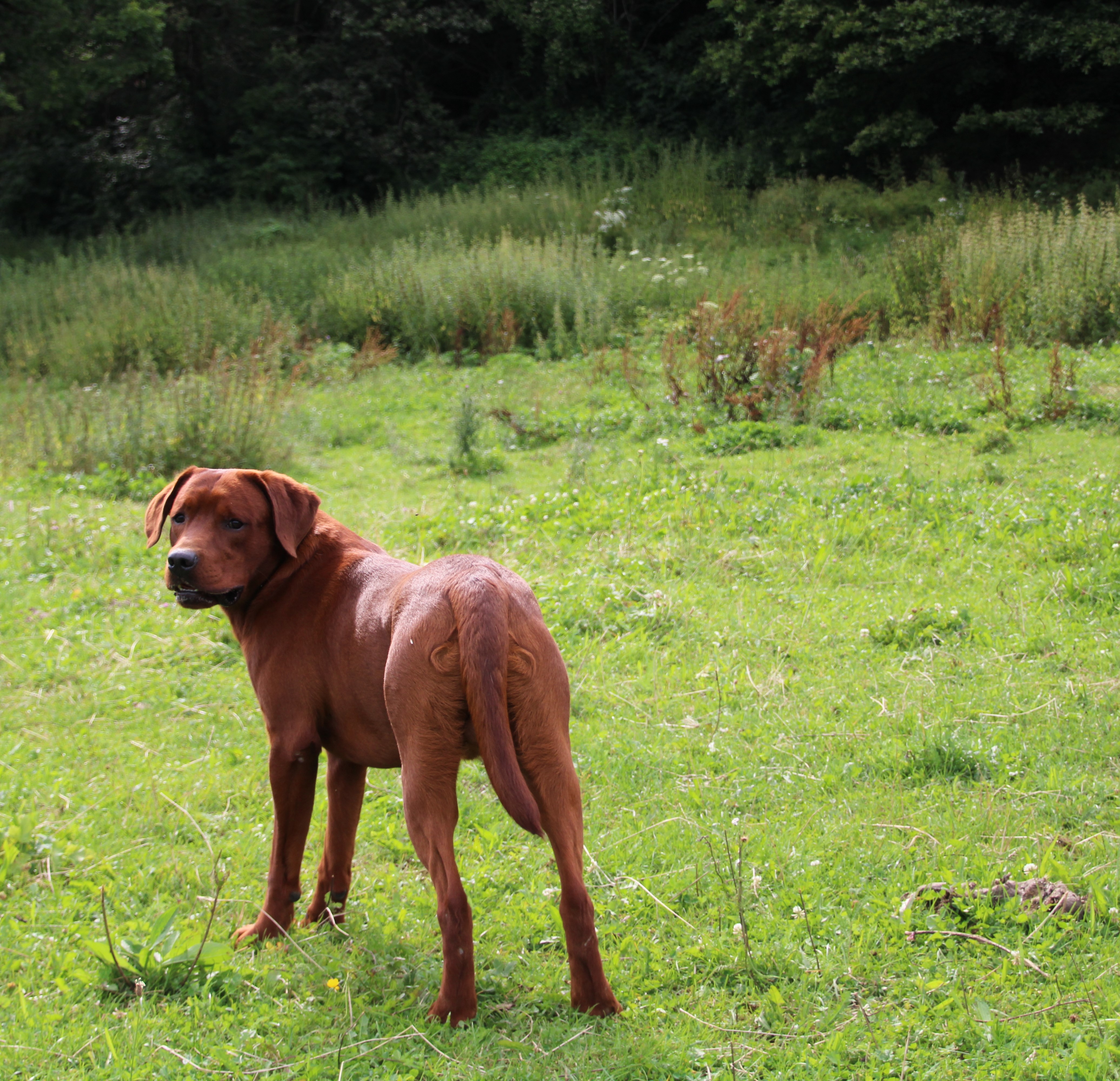 Settler´s Winnetous