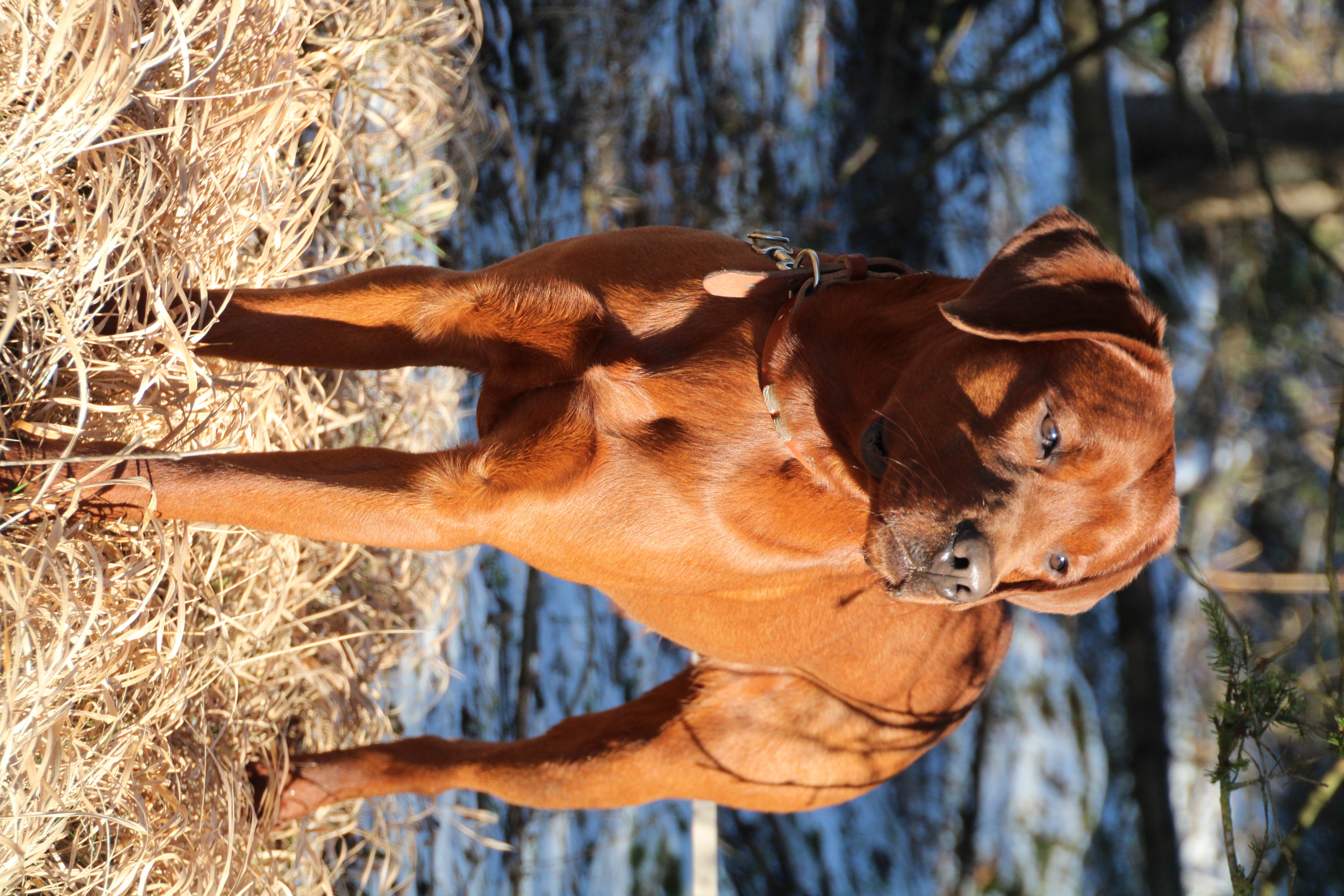 Settler´s Winnetou