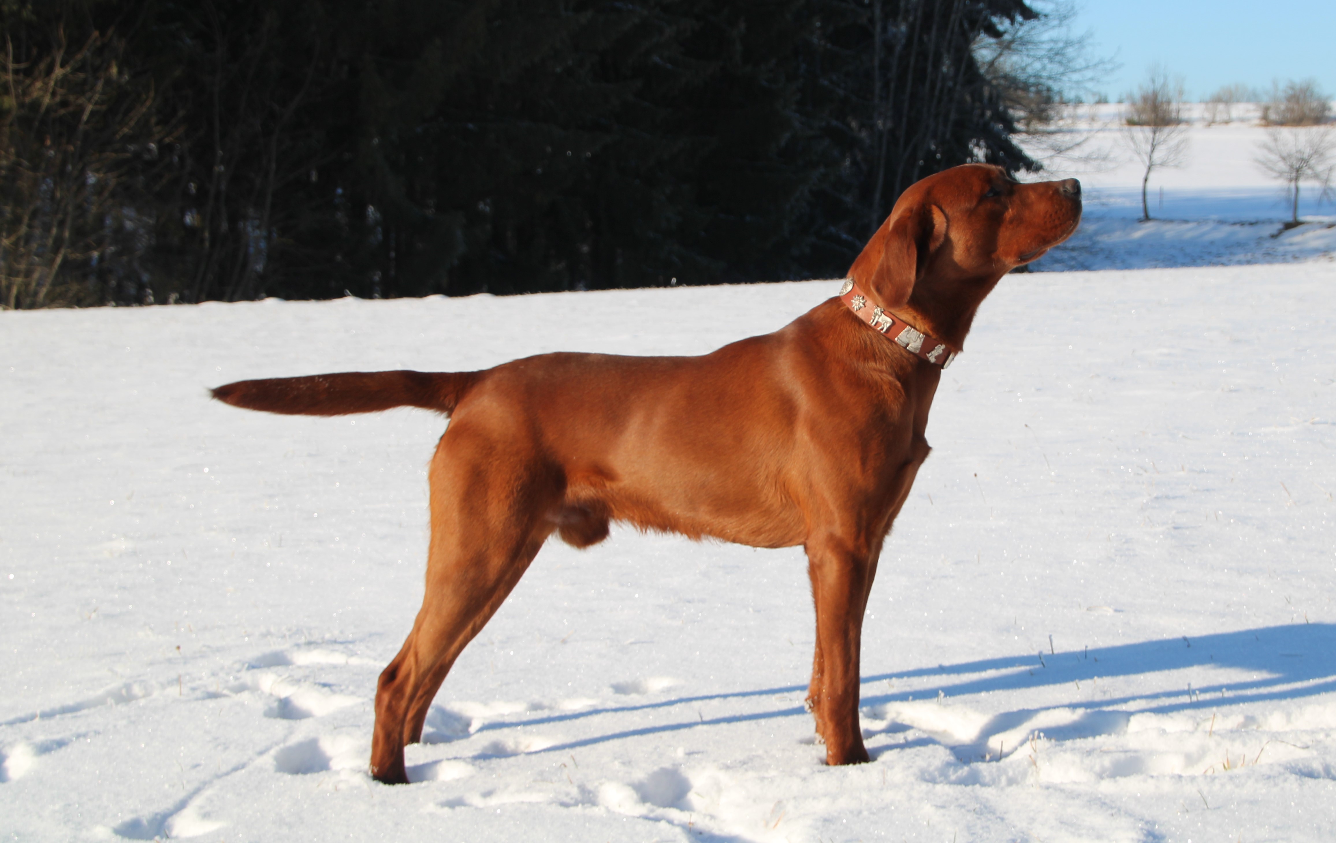 Settler´s Winnetou