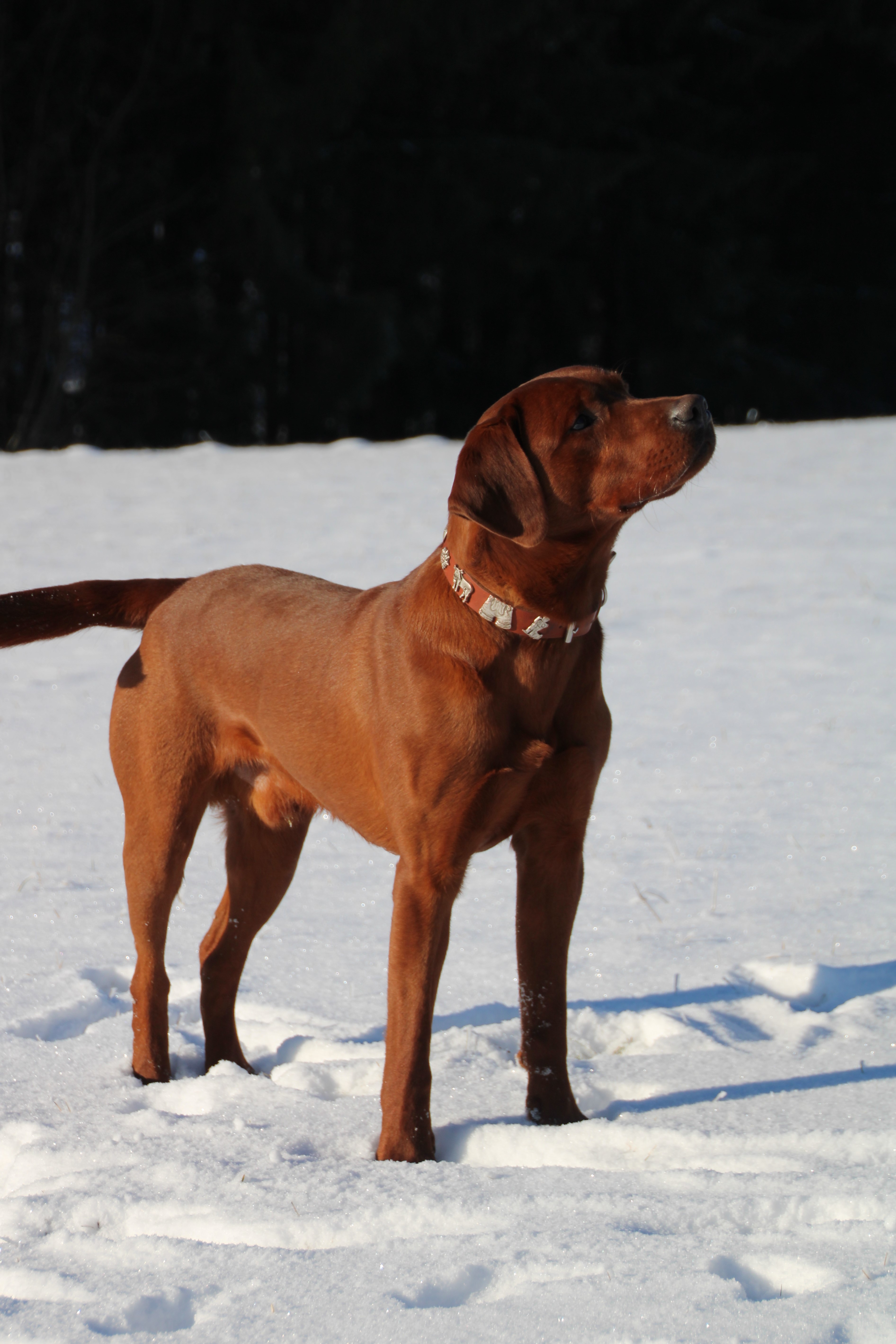 Settler´s Winnetou