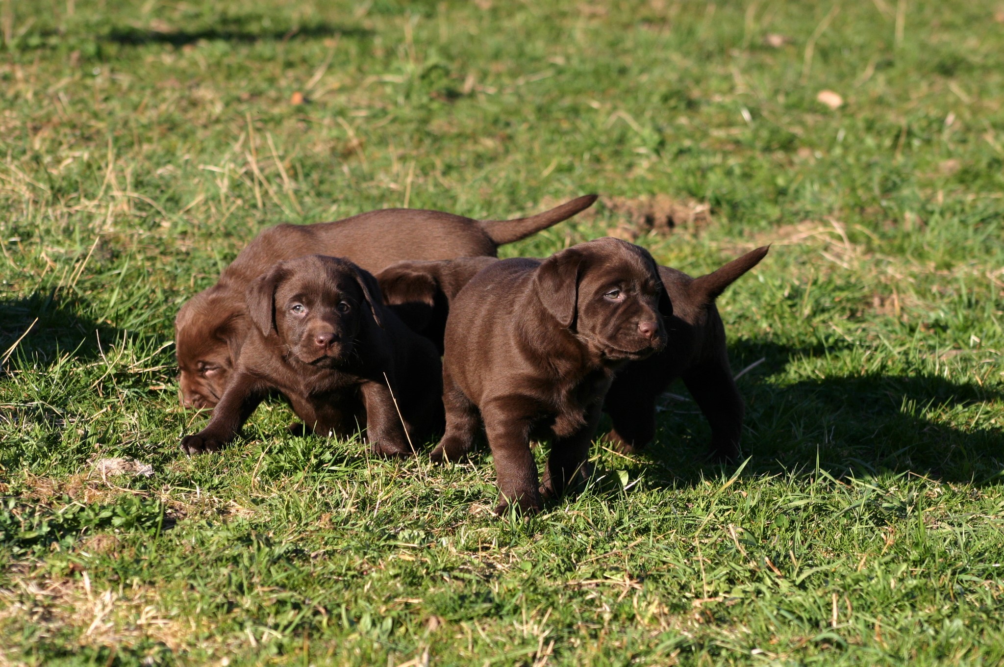 Ein Wurf unserer Labradorwelpen Labrador Welpen spielen mit Kürbissen im Herbst