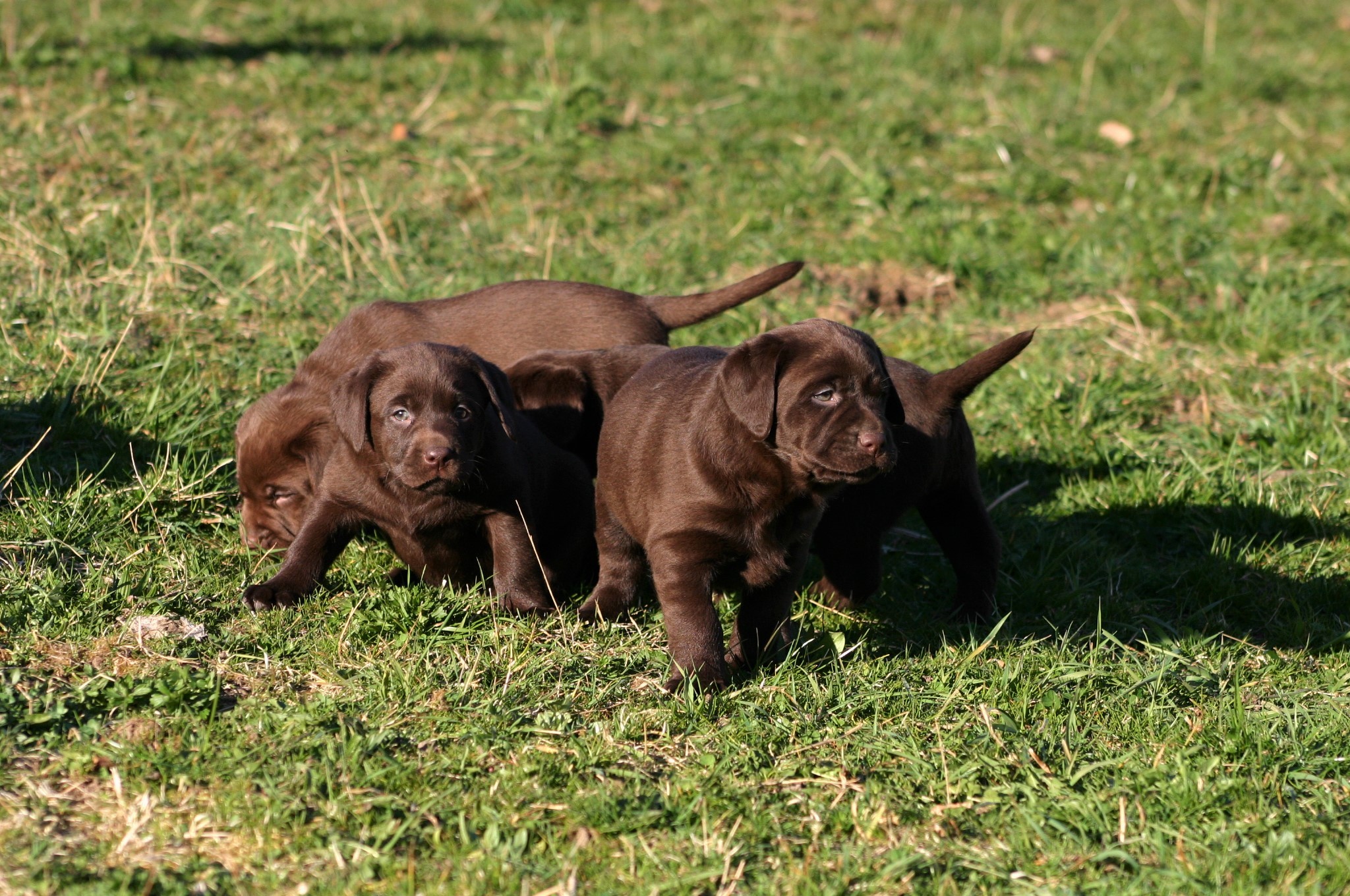 Labrador Welpen spielen mit Kürbissen im Herbst