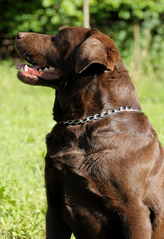 Adry Labradorzucht und Aufzucht