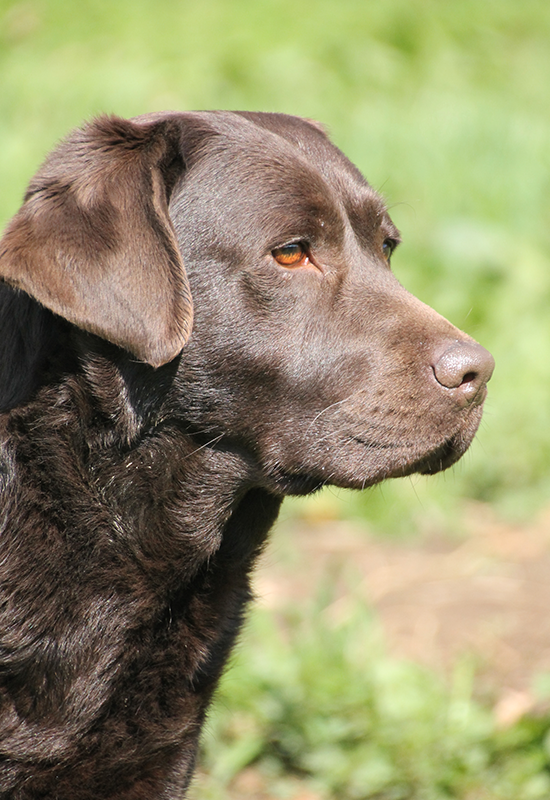 Labrador Retriever im Profil