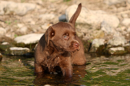 Labradorwelpe im Wasser Labrador Welpe im Flußbett