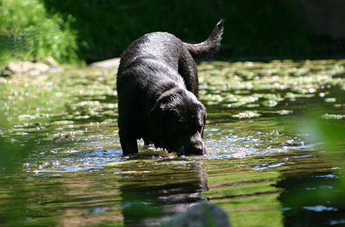Labradore lieben es im Wasser zu spielen Schwarzer Labrador im Wasser