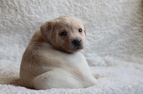 Einer unserer Labrador Welpen Labradorzucht und Aufzucht