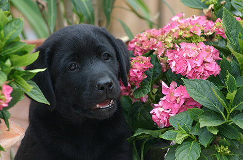 Schwarzer Labrador Welpe im Garten Schwarzer Labrador Welpe im Blumenbeet