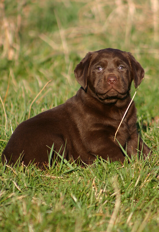 So gehen Sie mit Ihrem Labrador Welpen richtig um Labradorzucht und Aufzucht